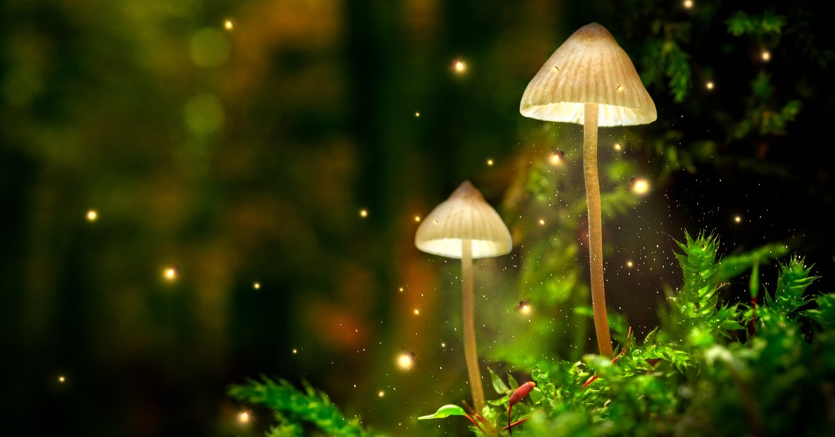 trufas magicas trufas magicas