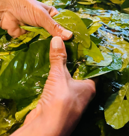 manos ayahuasca