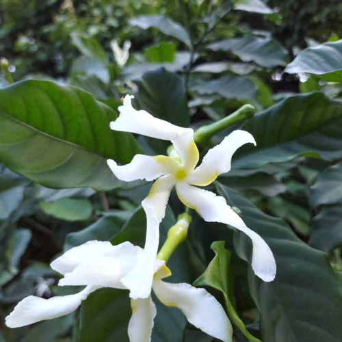sananga
